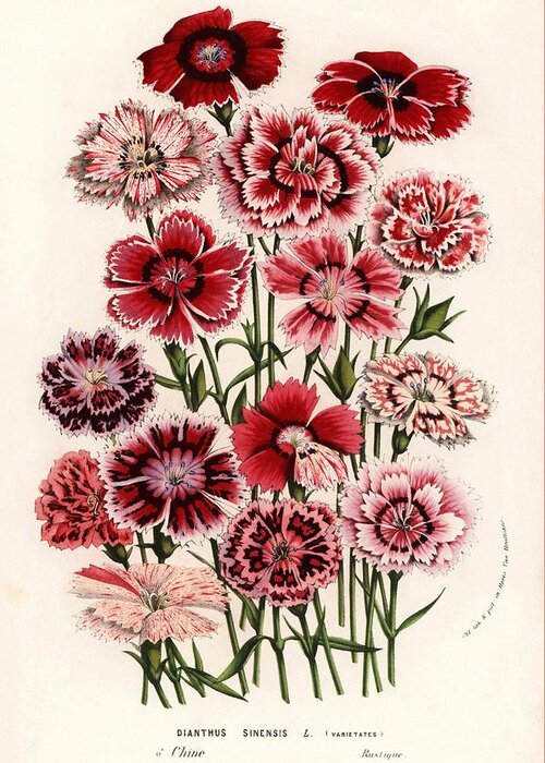 Botanical Illustration Greeting Card featuring the drawing Dianthus chinensis. Flowers of the Gardens and Hothouses of Europe, Ghent, Belgium, 1856. by Album