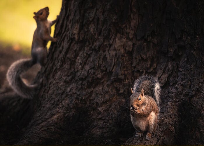 Squirrel Greeting Card featuring the photograph Dinner Time! by Shutterlore