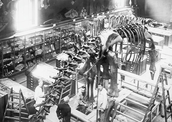 Skeleton Greeting Card featuring the painting Diplodocus Dinosaur being assembled in Paris Museum by Unknown