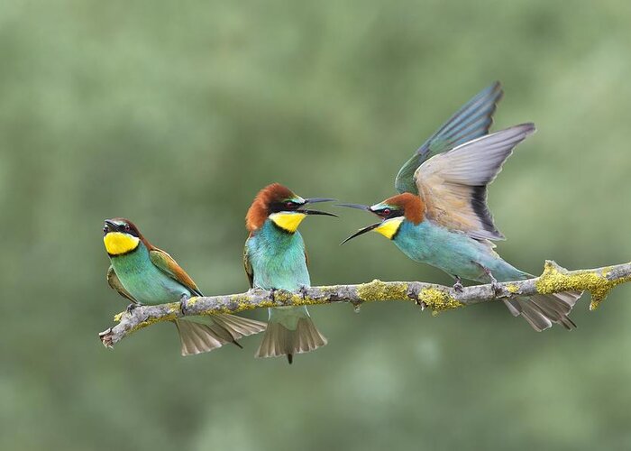 Bee-eaters Greeting Card featuring the photograph Discussions by Marco Pozzi