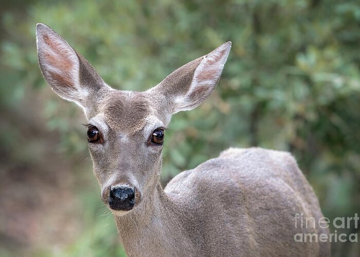 Doe Greeting Card featuring the photograph Doe Eyes by Lisa Manifold