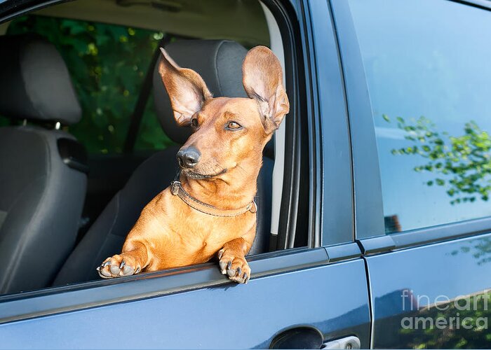 Door Greeting Card featuring the photograph Dog Travel By Car Looking by Mariia Masich