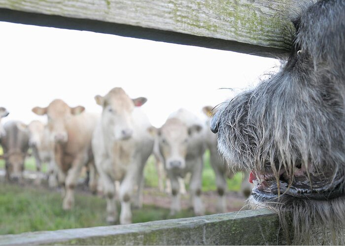 Alertness Greeting Card featuring the photograph Dog Watching Cows Through Fence by Cecilia Cartner