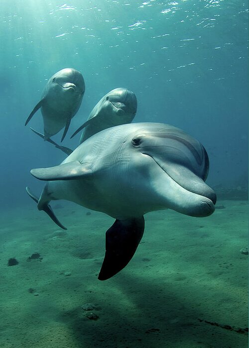 Underwater Greeting Card featuring the photograph Dolphin Flight by Art-design-photography.com