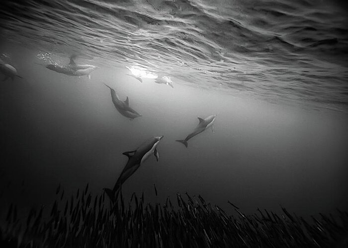 Underwater Greeting Card featuring the photograph Dolphins Re-grouping Afterorchestrated by Paul Cowell Photography