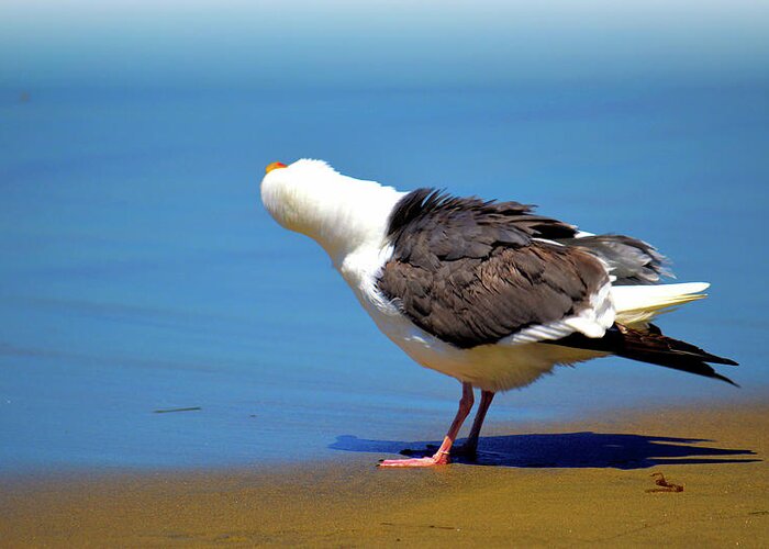Seagull Greeting Card featuring the photograph Don't Take My Picture by Debra Kewley