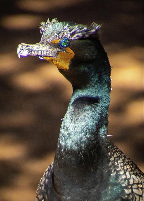 Double-crested Cormorant Greeting Card featuring the photograph Double-crested cormorant by Donald Pash