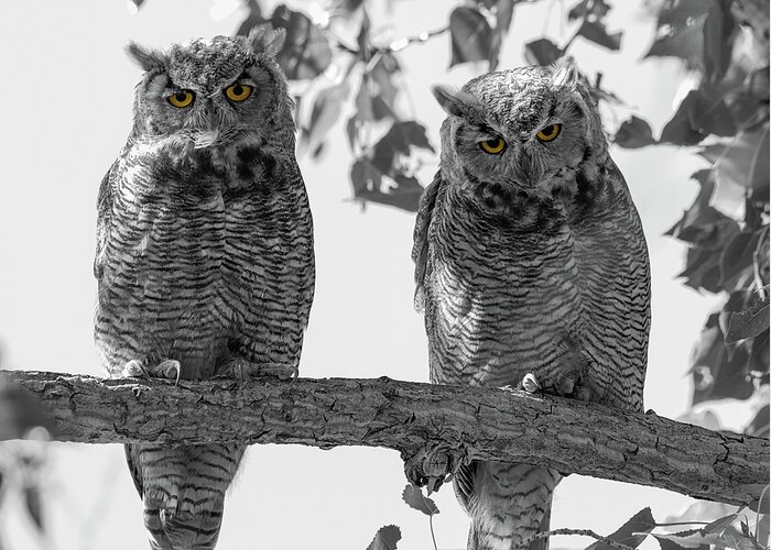 Loree Johnson Photography Greeting Card featuring the photograph Double Owl Bonus - Selective Color by Loree Johnson