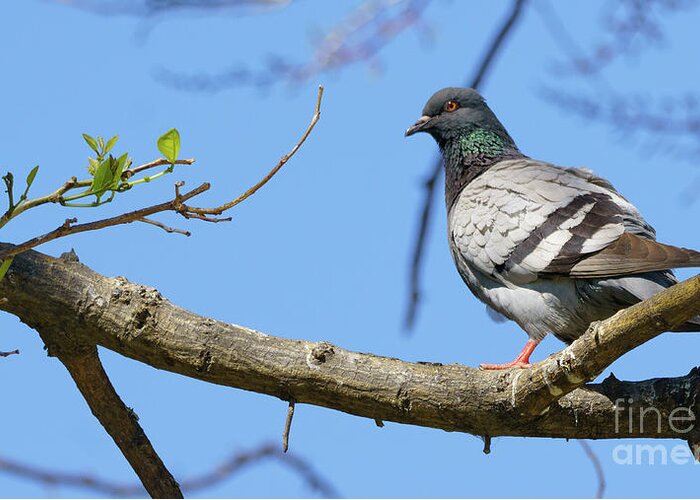 Outdoors Greeting Card featuring the photograph Dove Perched on a Tree Branch by Pablo Avanzini