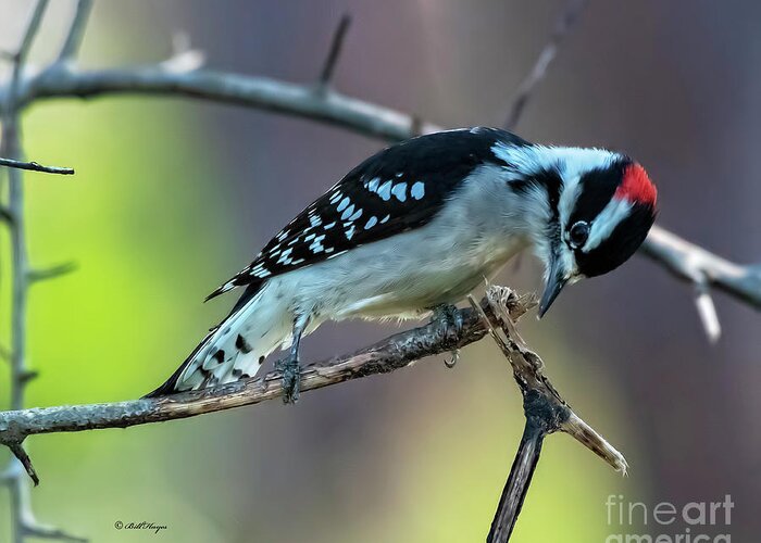 Woodpeckers Greeting Card featuring the photograph Downy Woodpecker by DB Hayes