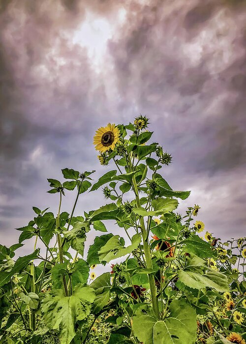 Sunflower Greeting Card featuring the photograph Dramatic Sunflower by Anamar Pictures