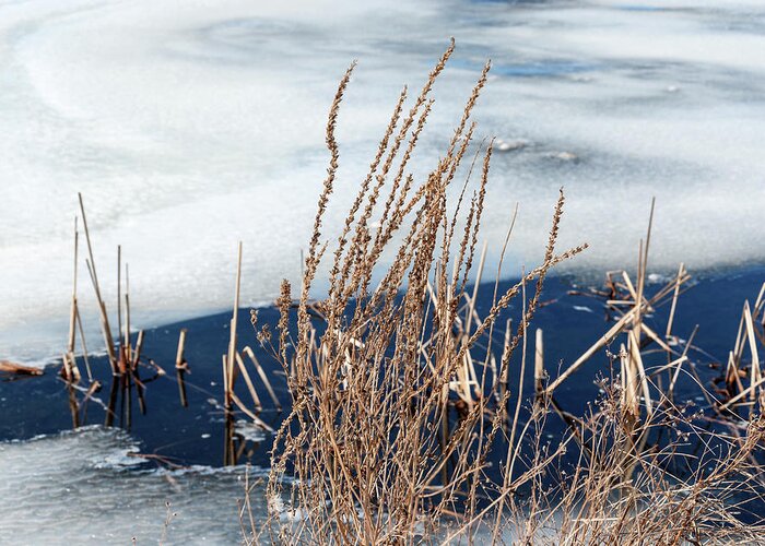 Dried Weeds And Ice On Pond Greeting Card featuring the photograph Dried Weeds And Ice On Pond by Anthony Paladino