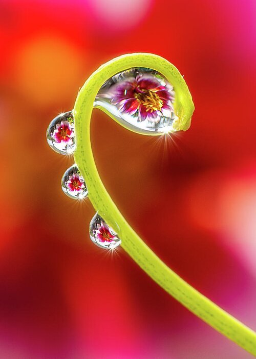 Drop Greeting Card featuring the photograph Droplets by John Randazzo