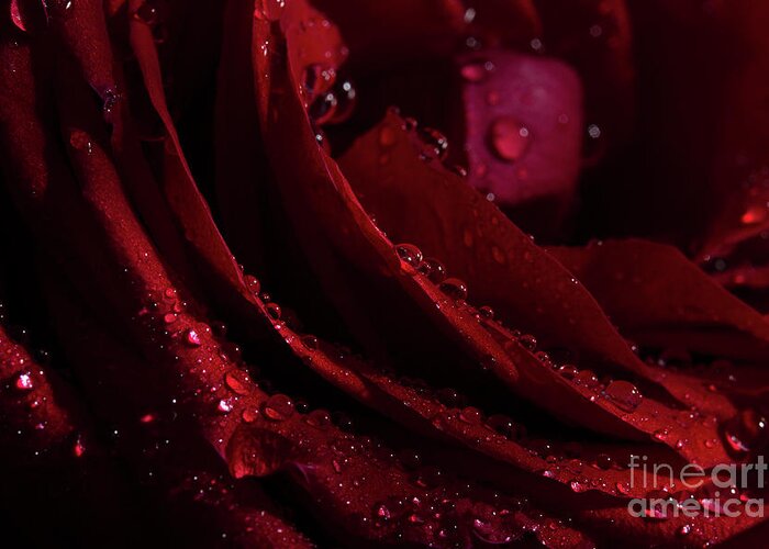 Rose Greeting Card featuring the photograph Droplets On The Edge by Mike Eingle