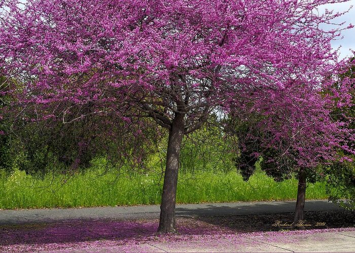 Landscape Greeting Card featuring the photograph Dropping Pink Petals by Richard Thomas