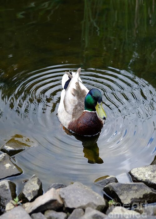 Pond Greeting Card featuring the photograph Duck in Pond by Mini Arora
