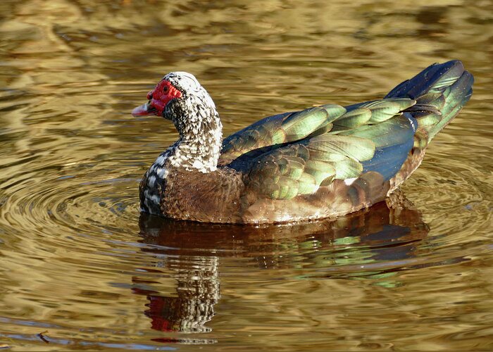 Duck Greeting Card featuring the photograph Duck on Golden Pond by Margaret Zabor
