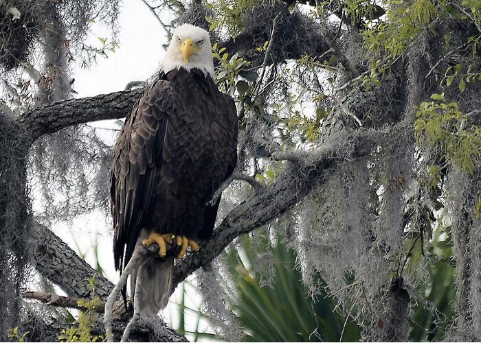 American Bald Eagle Greeting Card featuring the photograph Eagle Eye by T Lynn Dodsworth