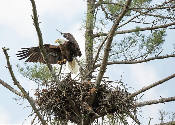 Wildlife Greeting Card featuring the photograph Eagle Landing by Doug McPherson