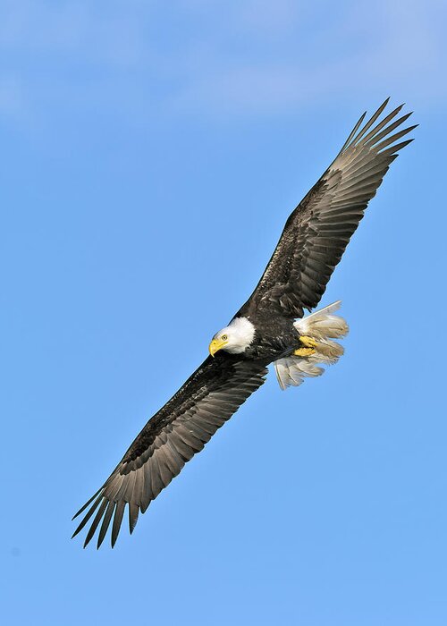 Bald Greeting Card featuring the photograph Eagle on the Wing by Gary Langley