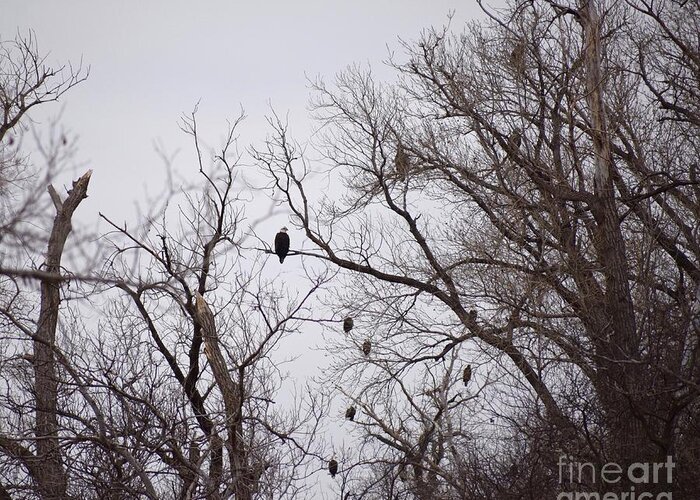 Bald Eagle Greeting Card featuring the photograph Eagles Roost by Anita Streich