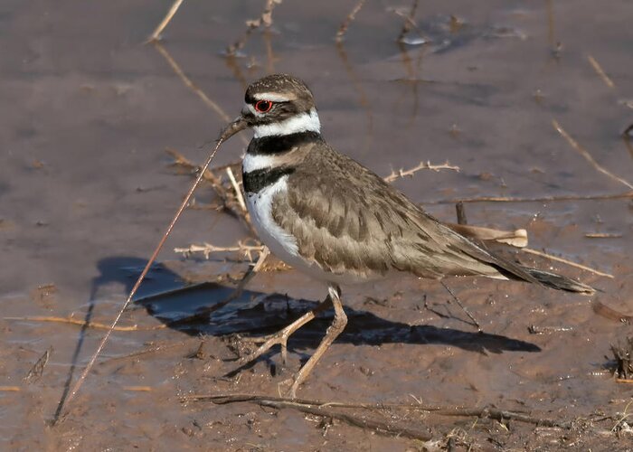 Killdeer Greeting Card featuring the photograph Early Killdeer Gets the Worm by Kathleen Bishop