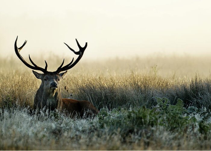 Horned Greeting Card featuring the photograph Early Morning Stag by Glenn Haworth