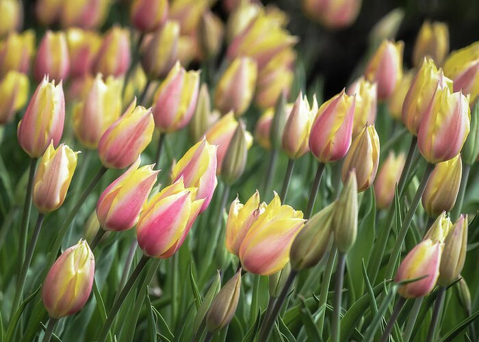 Woodland Garden Greeting Card featuring the photograph Early Tulips by James Barber
