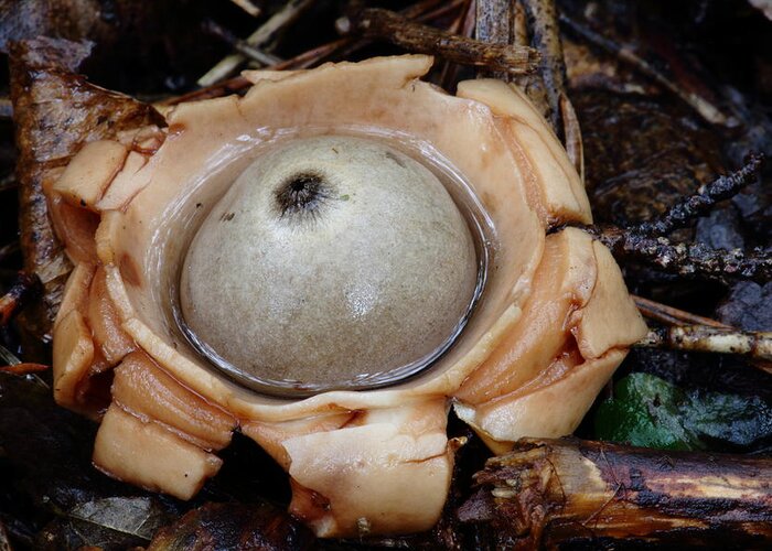 Geastrum Species Greeting Card featuring the photograph Earthstar by Daniel Reed