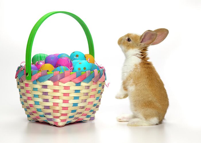 Pets Greeting Card featuring the photograph Easter Bunny And Basket Of Coloured Eggs by Don Farrall