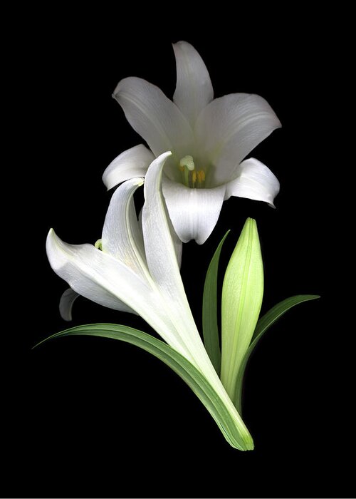 2 White Easter Lilies- Black Background Greeting Card featuring the painting Easter Lilies #3 by Susan S. Barmon