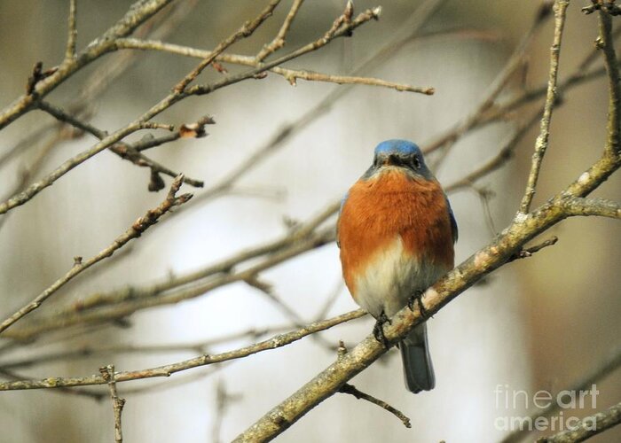 Eastern Bluebird Greeting Card featuring the photograph Eastern Bluebird At Rest by Eunice Miller