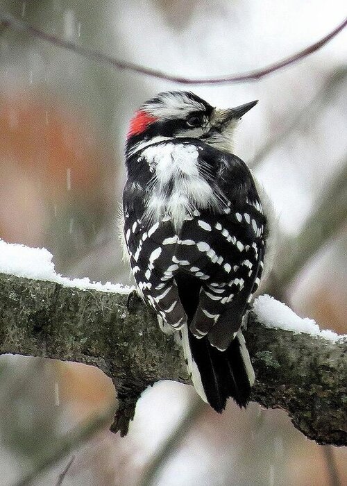 Male Downy Woodpecker Greeting Card featuring the photograph Eastern Downy Woodpecker in the Snow by Linda Stern