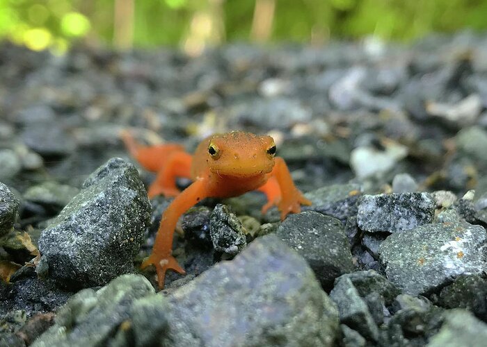 Salamander Greeting Card featuring the photograph Eastern Red Spotted Newt 2 by Amy E Fraser