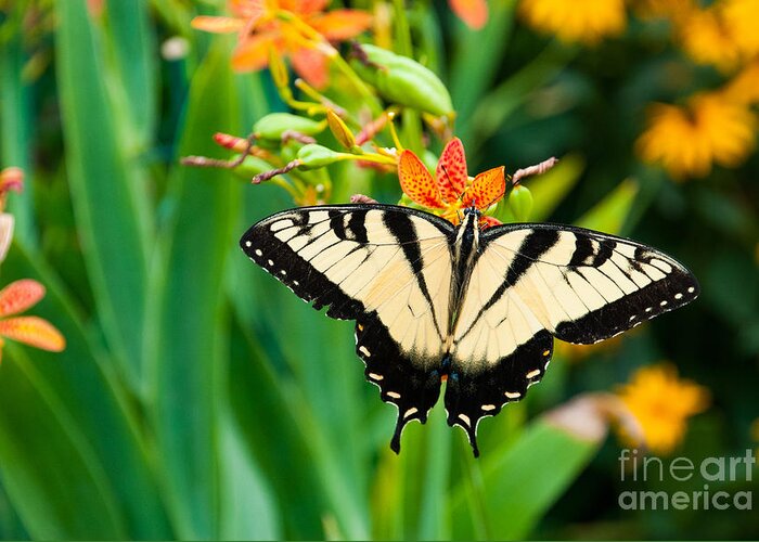 Delicate Greeting Card featuring the photograph Eastern Tiger Swallowtail Butterfly by J. Marquardt