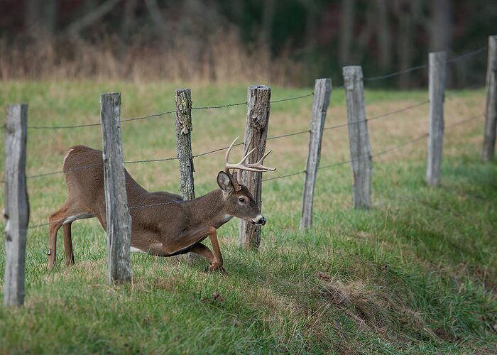 Whitetail Greeting Card featuring the photograph Easy Way Over by Nick Kalathas