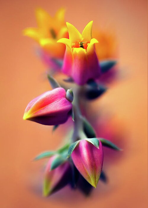 Scenics Greeting Card featuring the photograph Echeveria On Orange by Photo By Alan Shapiro