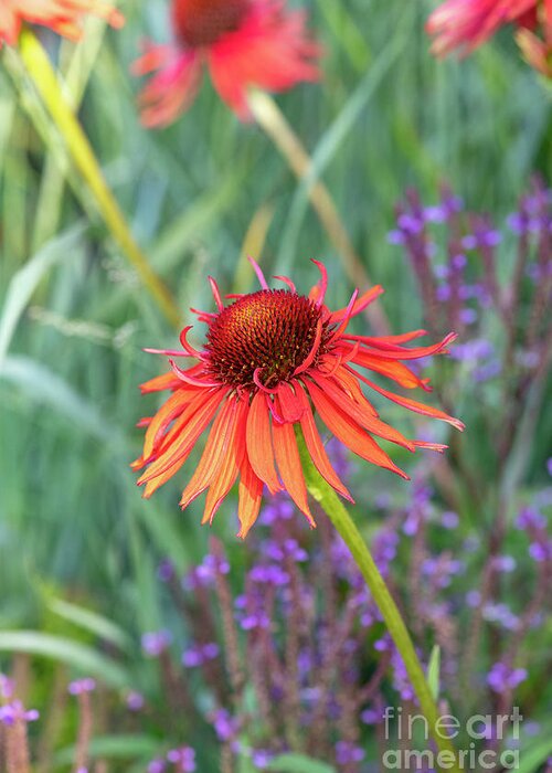 Echinacea Hot Lava Greeting Card featuring the photograph Echinacea Hot Lava by Tim Gainey
