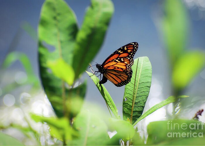 Monarch Butterfly Greeting Card featuring the photograph Egg Laying Monarch Butterfly by Kerri Farley