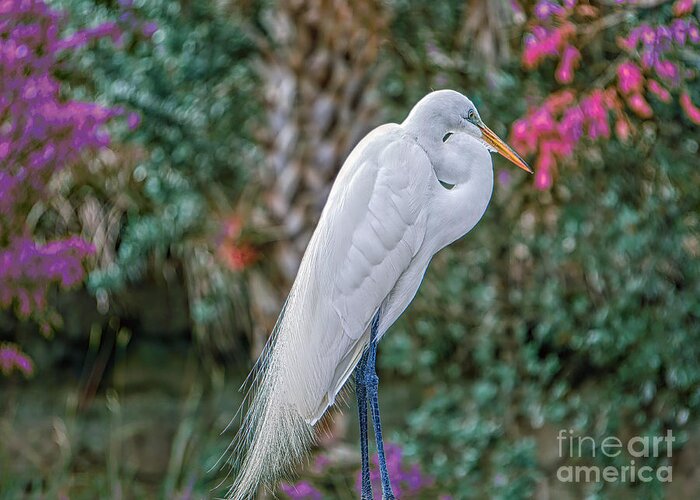 Egret Greeting Card featuring the photograph Egret among Flowers by Judy Kay