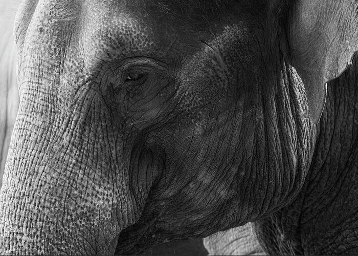 Animal Themes Greeting Card featuring the photograph Elephant by Andrew Dernie