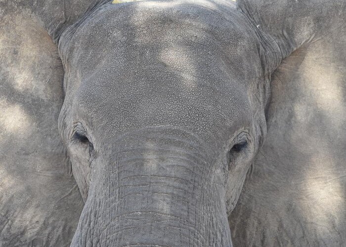 Elephant Greeting Card featuring the photograph Elephant Closeup by Ben Foster