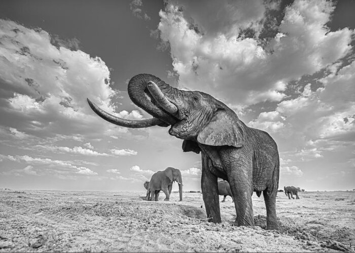 Wildlife Greeting Card featuring the photograph Elephant Drinking by Yun Wang