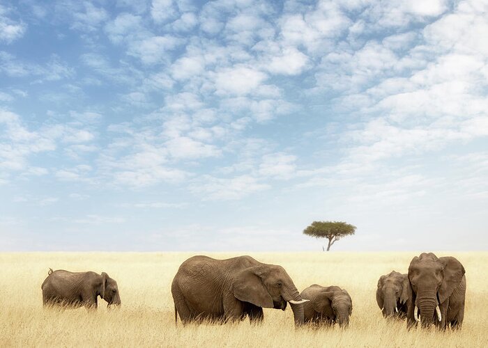 Elephant Greeting Card featuring the photograph Elephant group in the grassland of the Masai Mara by Jane Rix