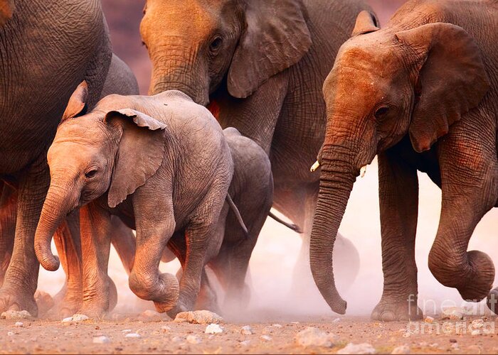 Safari Greeting Card featuring the photograph Elephant Herd On The Run In Etosha by Johan Swanepoel