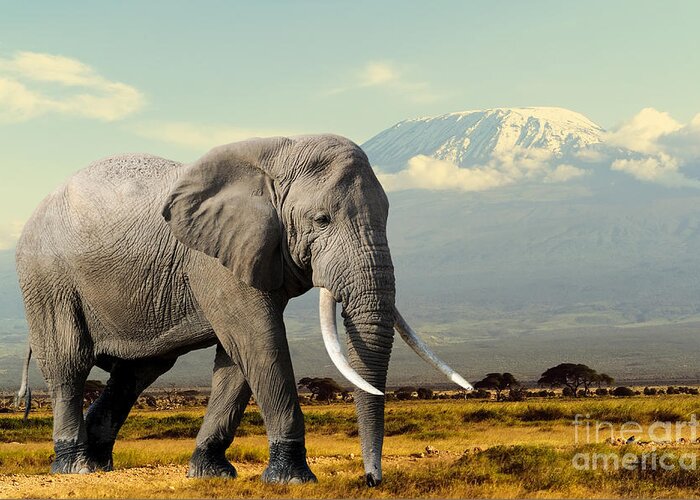 Big Greeting Card featuring the photograph Elephant On Kilimajaro Mount Background by Volodymyr Burdiak