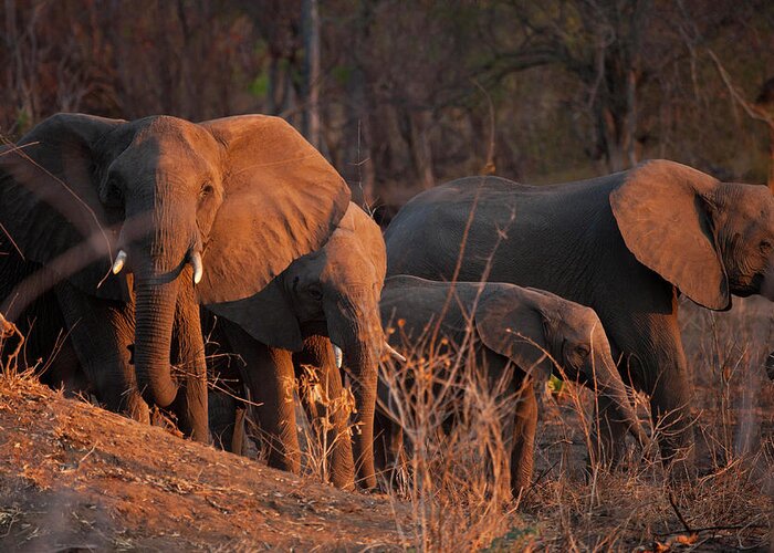 Estock Greeting Card featuring the digital art Elephants, Niassa Reserve, Mozambique by Kristel Richard