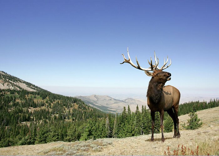 Animals In The Wild Greeting Card featuring the photograph Elk by Digical