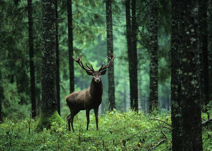 Majestic Greeting Card featuring the photograph Elk In Forest by Moodboard