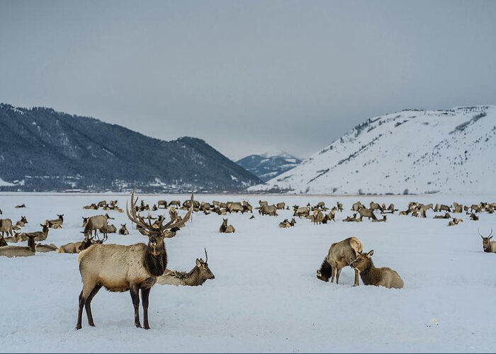 Elk Greeting Card featuring the photograph Elk in Jackson Hole, Wyoming by Julieta Belmont